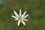 Thimbleweed